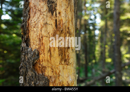 Mountain pine beetle damage, Red Rock Canyon, Waterton National Park, Alberta, Canada Stock Photo