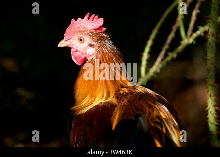Profile of a a farmyard chickens head and neck against a dark background Stock Photo