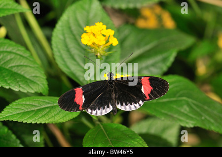 Small Postman Butterfly (Heliconius erato) taken at Stratford-upon-Avon Butterfly Farm, Warwickshire, England, United Kingdom Stock Photo