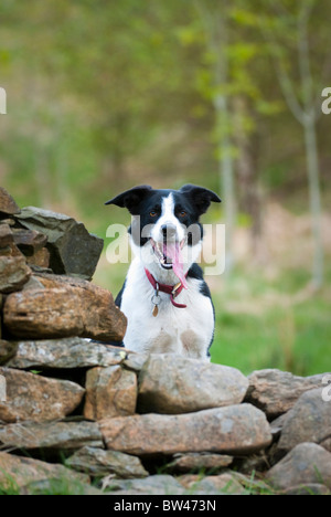 Border Collie dog. Lake District, England. Stock Photo