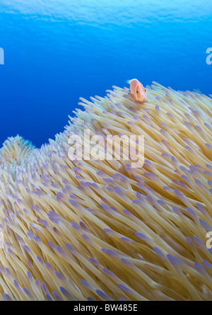 A Pink anemonefish, Amphiprion perideraion, swims among the tentacles of its host anemone on a Pacific coral reef. Stock Photo