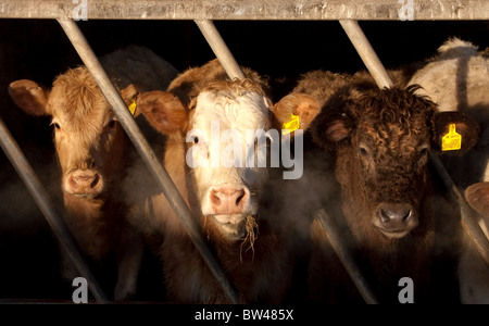 Three calves in a barn, caught in early morning sunlight. Their breath is visible in the frosty air Stock Photo