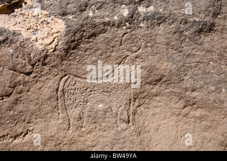 Finely carved ancient rock art showing depiction of bovid with horns in the Eastern Desert of Egypt. Stock Photo
