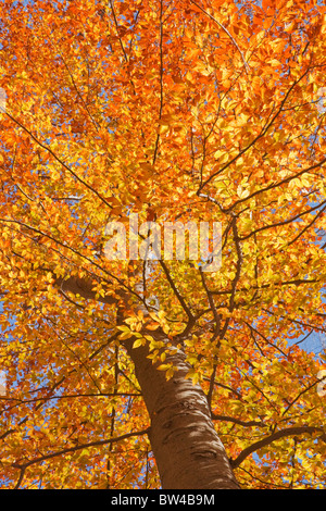 View through the canopy of an American beech tree (Fagus grandifolia) with fall leaves backlit against a bright blue sky Stock Photo