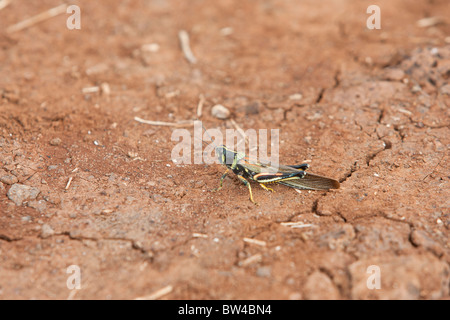 Large Painted Locust (Schistocerca melanocera) on North Seymour Island, Galapagos. Stock Photo