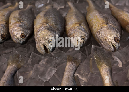 Fresh fish on ice waiting to be purchased in market in Los Angeles. Sharp selective focus. Stock Photo
