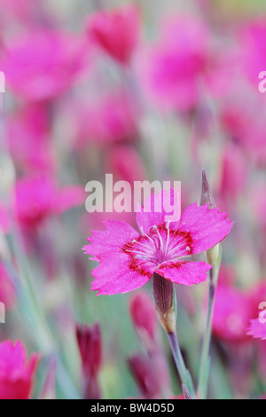 Dianthus deltoides, Maiden pink. Flashing Light Stock Photo