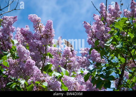 Elderberry - bush flowers in opposite to the blue sky Stock Photo