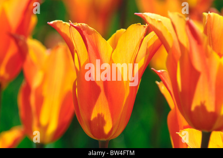 Colorful tulip flowers blooming in spring. Stock Photo