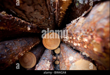Pine log ( pinus sylvestris ) deep inside a log pile , Finland Stock Photo