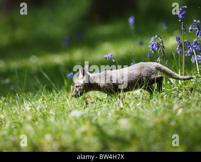 Red fox ( Vulpes vulpes ) cub exploring in meadow Stock Photo