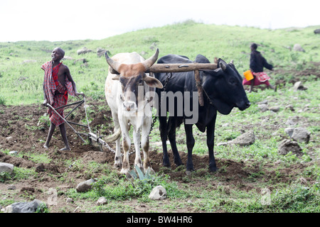 Africa, Tanzania, Lake Eyasi National Park farming boy ploughs the land with a team of oxen Stock Photo