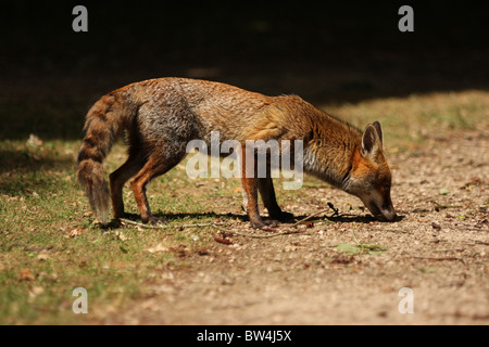 Full body shot of a red fox with a natural looking background. This is a wild urban fox sniffing the ground in a London Park. Stock Photo