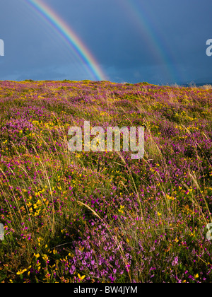 Multiple rainbows over North Hill in the Exmoor National Park, Selworthy, Somerset, England. Stock Photo