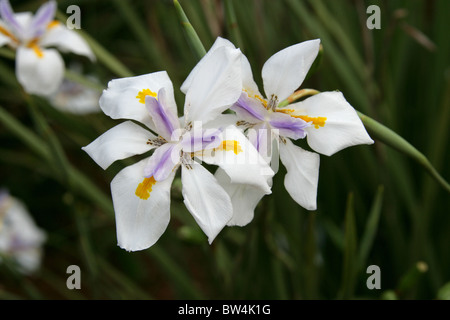 Large Wild Iris, Fairy Iris, Dietes grandiflora, Iridaceae. Pilgrim's Rest, Mpumalanga, South Africa. Stock Photo