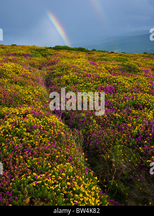 Double rainbow over Heather and Gorse on North Hill in the Exmoor National Park, Selworthy, Somerset, England. Stock Photo