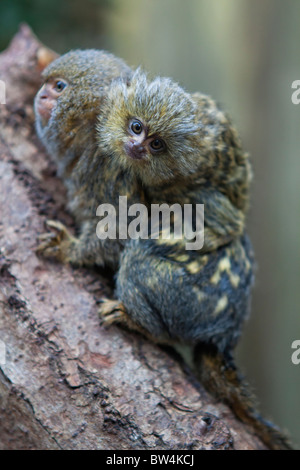 Pygmy Marmosets or Dwarf Monkeys (Cebuella pygmaea) Stock Photo