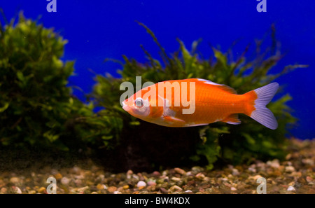 A goldfish in a tank with green weeds against a blue background. Stock Photo