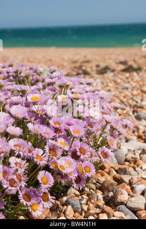 Beach Aster (Erigeron glaucus or Sea Breeze) flowering in Shoreham England Stock Photo