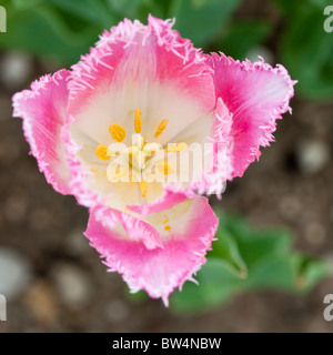 Fringed Tulip, Tulipa 'FANCY FRILLS', at the Keukenhof Gardens in South  Holland, The Netherlands Stock Photo - Alamy