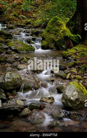 This beautiful small creek near Nooksack Falls, Washington,  is an excellent example of a rain forest environment. Stock Photo