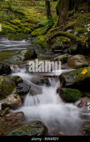 This beautiful small creek near Nooksack Falls, Washington,  is an excellent example of a rain forest environment. Stock Photo