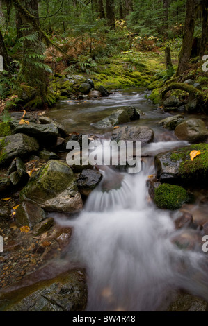Rain Tree Example View of Cedar Creek Falls cascading into a natural pool surrounded by ...