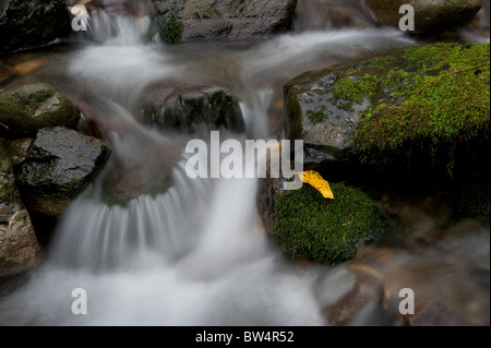 This beautiful small creek near Nooksack Falls, Washington,  is an excellent example of a rain forest environment. Stock Photo