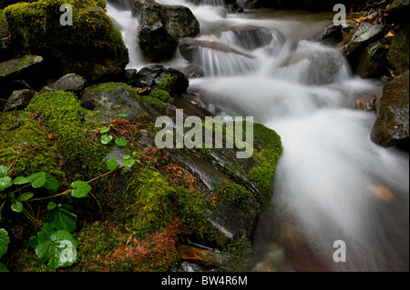 This beautiful small creek near Nooksack Falls, Washington,  is an excellent example of a rain forest environment. Stock Photo