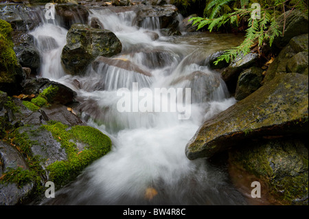 This beautiful small creek near Nooksack Falls, Washington,  is an excellent example of a rain forest environment. Stock Photo