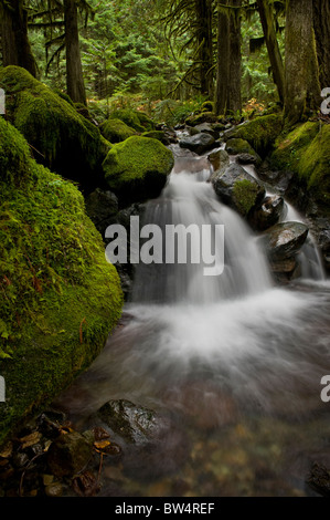 This beautiful small creek near Nooksack Falls, Washington,  is an excellent example of a rain forest environment. Stock Photo