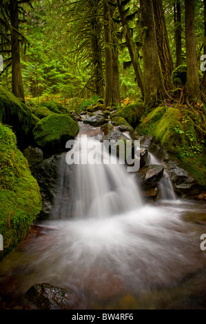 This beautiful small creek near Nooksack Falls, Washington,  is an excellent example of a rain forest environment. Stock Photo