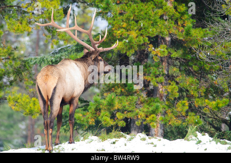 Elk in Banff National Park Stock Photo