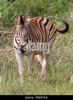 Plains zebra (Equus quagga) formerly known as Burchell's zebra (Equus burchelli) Stock Photo