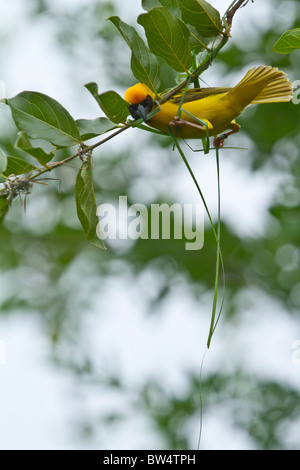 Southern masked weaver (Ploceus velatus) weaving his hanging nest of grass Stock Photo