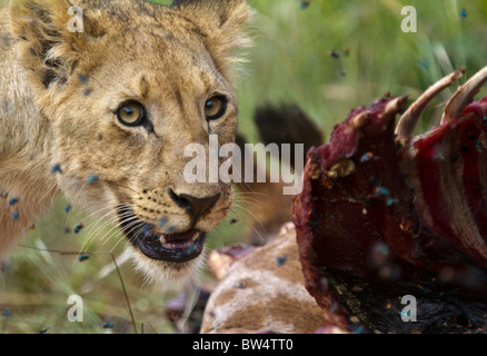 Young lion feeding on the decomposing carcass of a giraffe, surrounded by flies Stock Photo