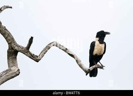 African pied crow (Corvus albus) waiting on a dead branch for a lion to finish eating so that it may feed at the kill Stock Photo