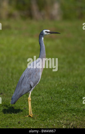 White-faced Heron (Egretta novaehollandiae) Stock Photo