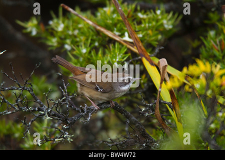 White-browed Scrubwren (Sericornis frontalis) Stock Photo