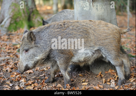 Wild boar (Sus scrofa) big young Stock Photo