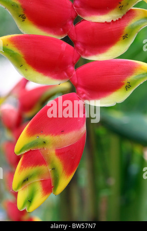 Ants on a Heliconia rostrata plant (lobster claw), Tambopata National Reserve, Amazon jungle, Peru, South America. Stock Photo