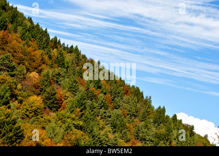 larch and chestnut trees in autumn Stock Photo