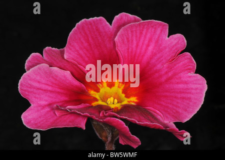 A single pink Primrosef lower close-up Primula vulgaris Stock Photo