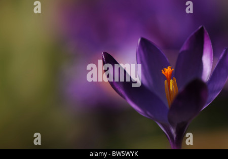 Crocus tommasinianus 'Ruby Giant' spring flowering purple crocus Stock Photo