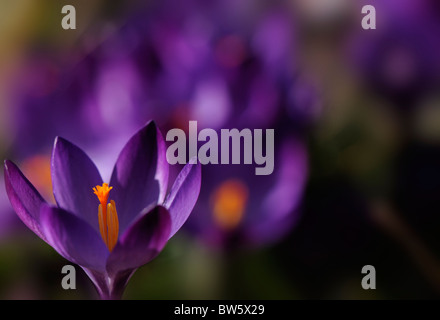 Crocus tommasinianus 'Ruby Giant' spring flowering purple crocus Stock Photo