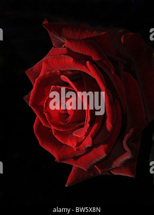 A single Red Rose Close-up Stock Photo