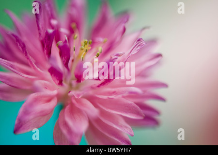 Close-up of Aquilegia vulgaris 'Nora Barlow' double pink Columbine Stock Photo
