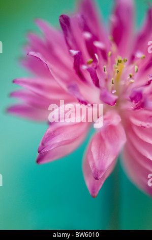 Close-up of Aquilegia vulgaris 'Nora Barlow' double pink Columbine Stock Photo