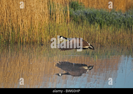 Canada Goose (Branta canadensis) Stock Photo