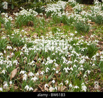 Drifts of Snowdrops in February Stock Photo